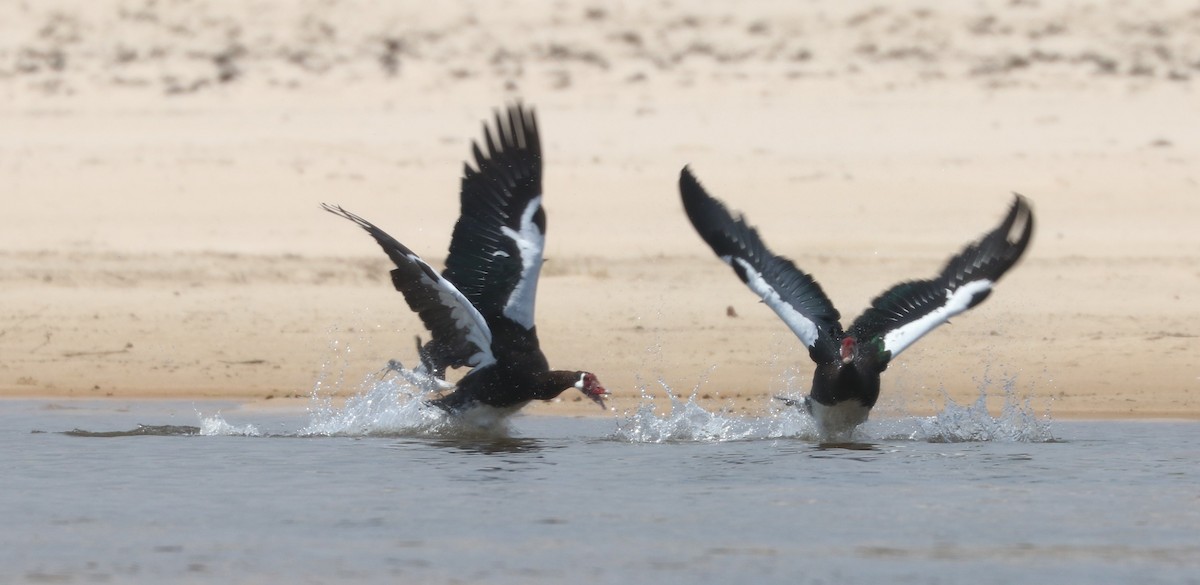 Spur-winged Goose - ML644848849