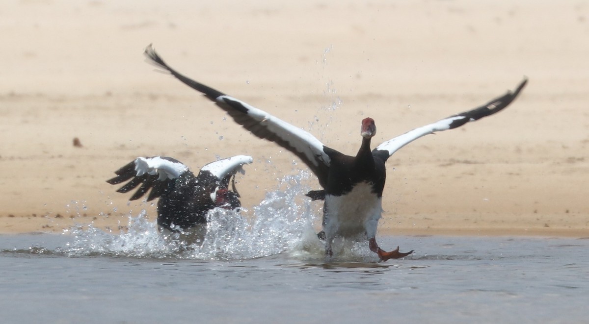 Spur-winged Goose - ML644848859