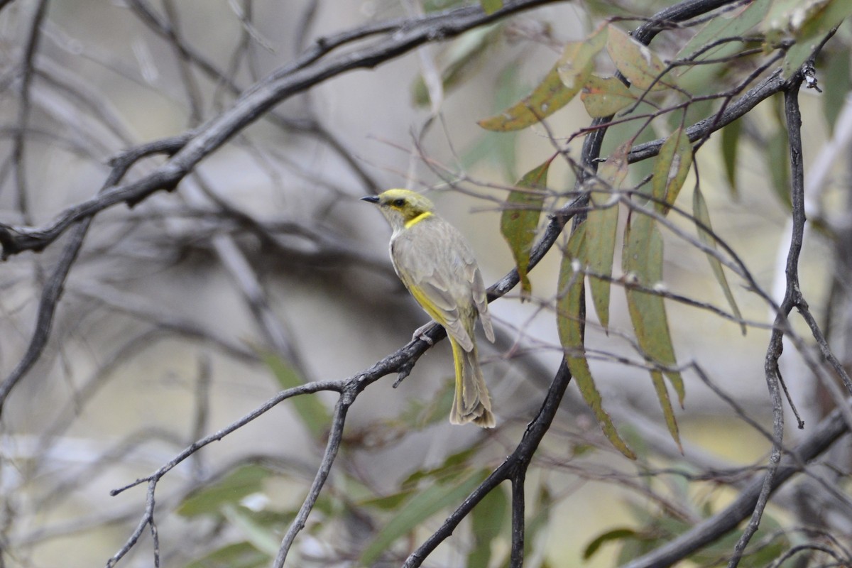 Gelbscheitel-Honigfresser - ML644848873