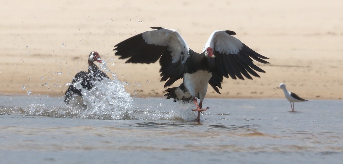 Spur-winged Goose - ML644848876
