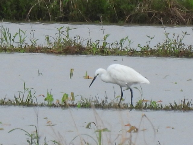 Little Egret - ML644848881