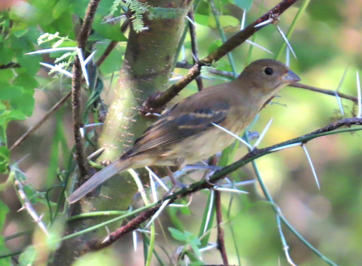 Индиговый колорин - ML644848882