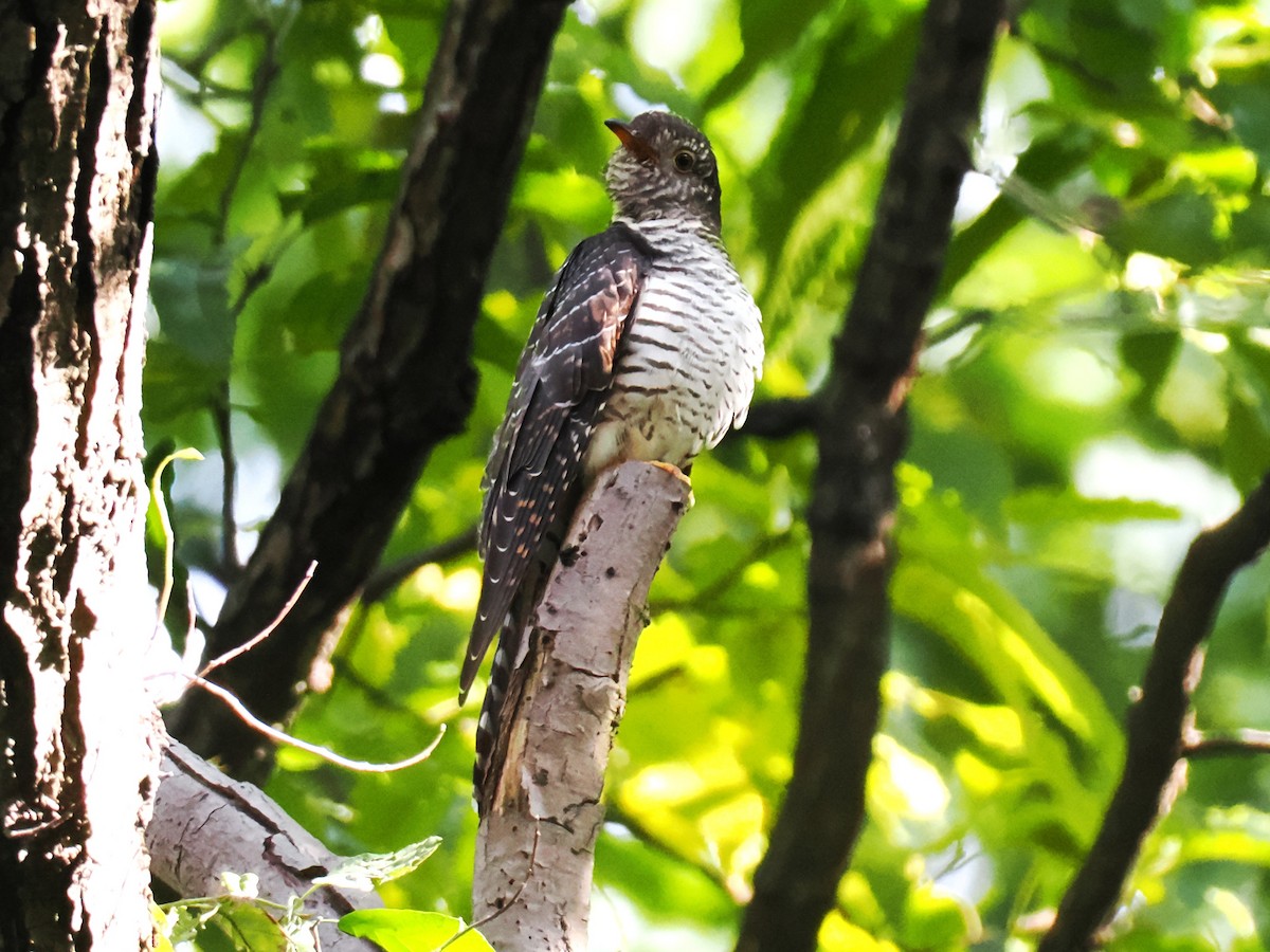 cuckoo sp. (Cuculidae sp.) - ML644848884