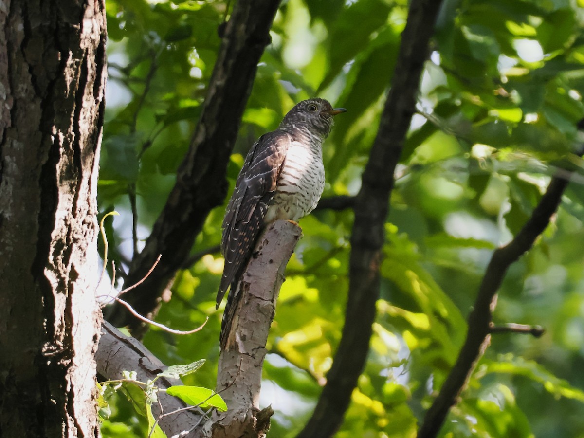 cuckoo sp. (Cuculidae sp.) - ML644848885