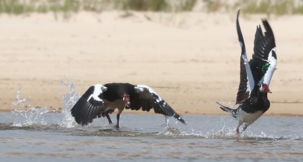 Spur-winged Goose - ML644848894
