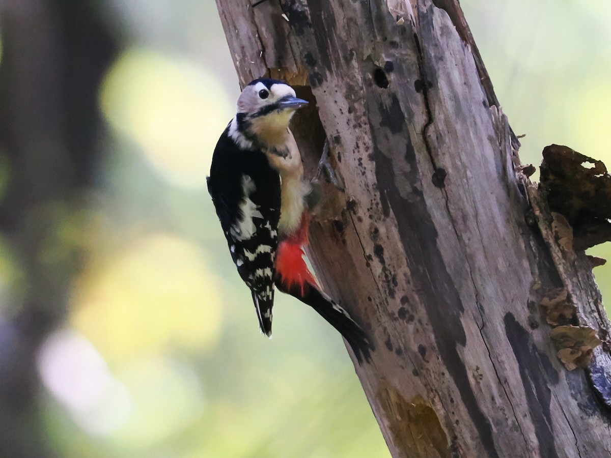 Great Spotted Woodpecker - ML644848903