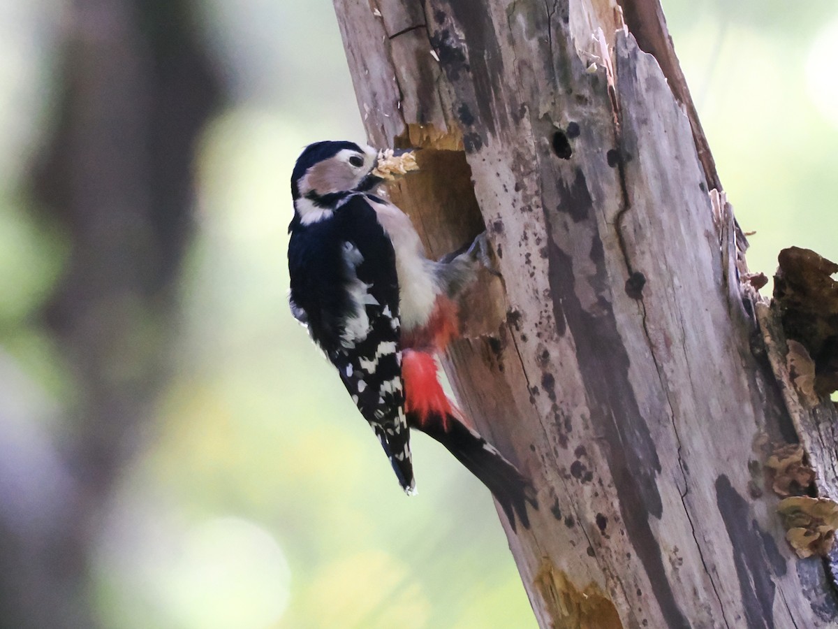 Great Spotted Woodpecker - ML644848904