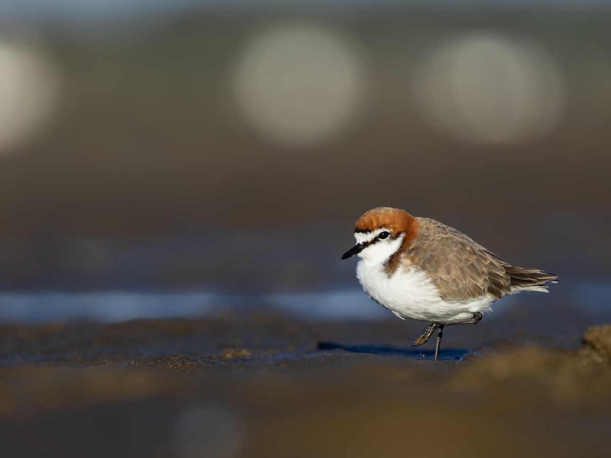 Red-capped Plover - ML644848905