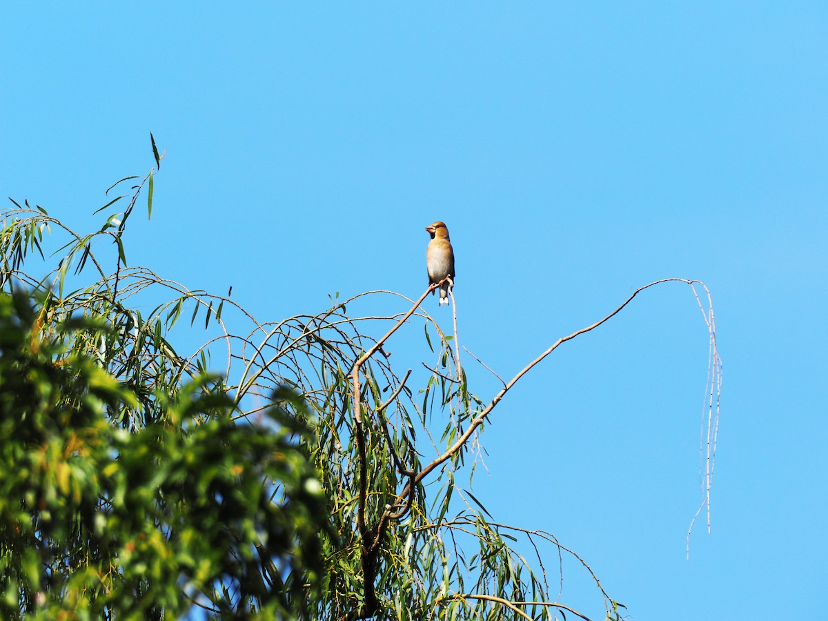 Hawfinch - ML644848911