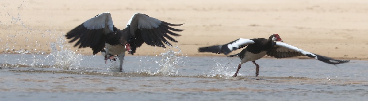 Spur-winged Goose - ML644848914