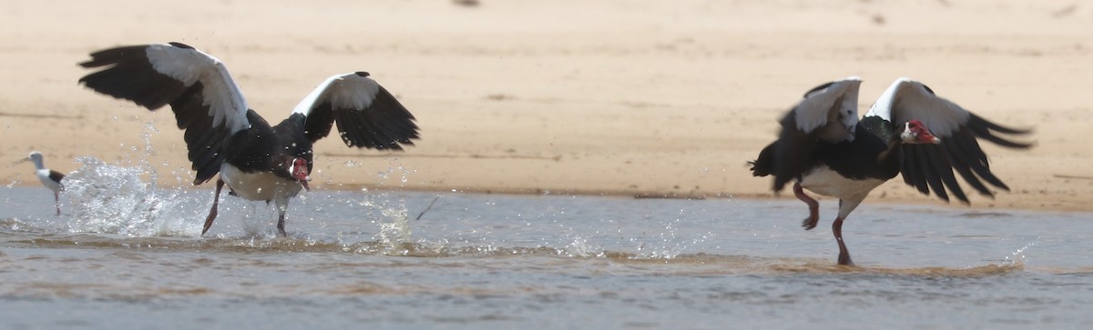 Spur-winged Goose - ML644848923