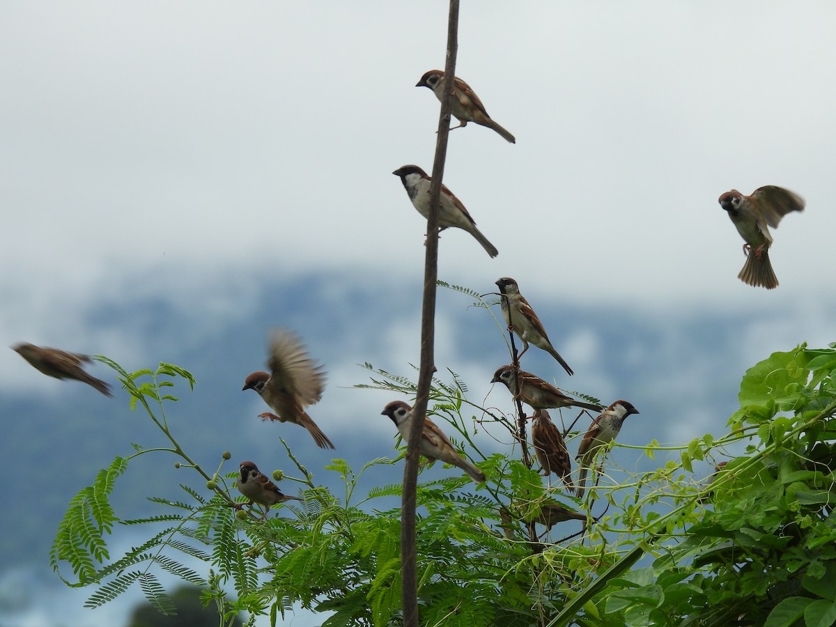 House Sparrow - ML644848937