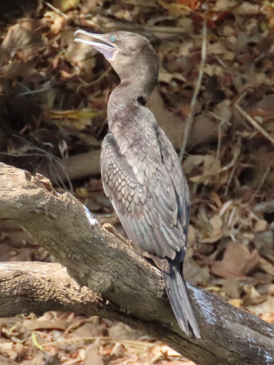 Little Black Cormorant - ML644848938