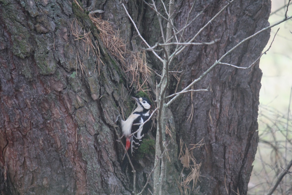 Great Spotted Woodpecker - ML644848940