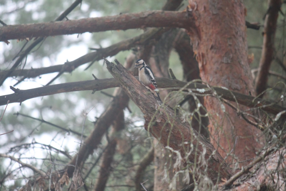 Great Spotted Woodpecker - ML644848941