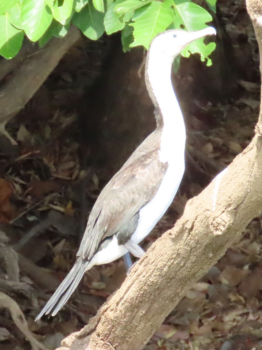 Pied Cormorant - ML644848945