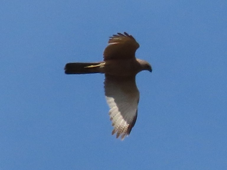 Brown Goshawk - ML644848946