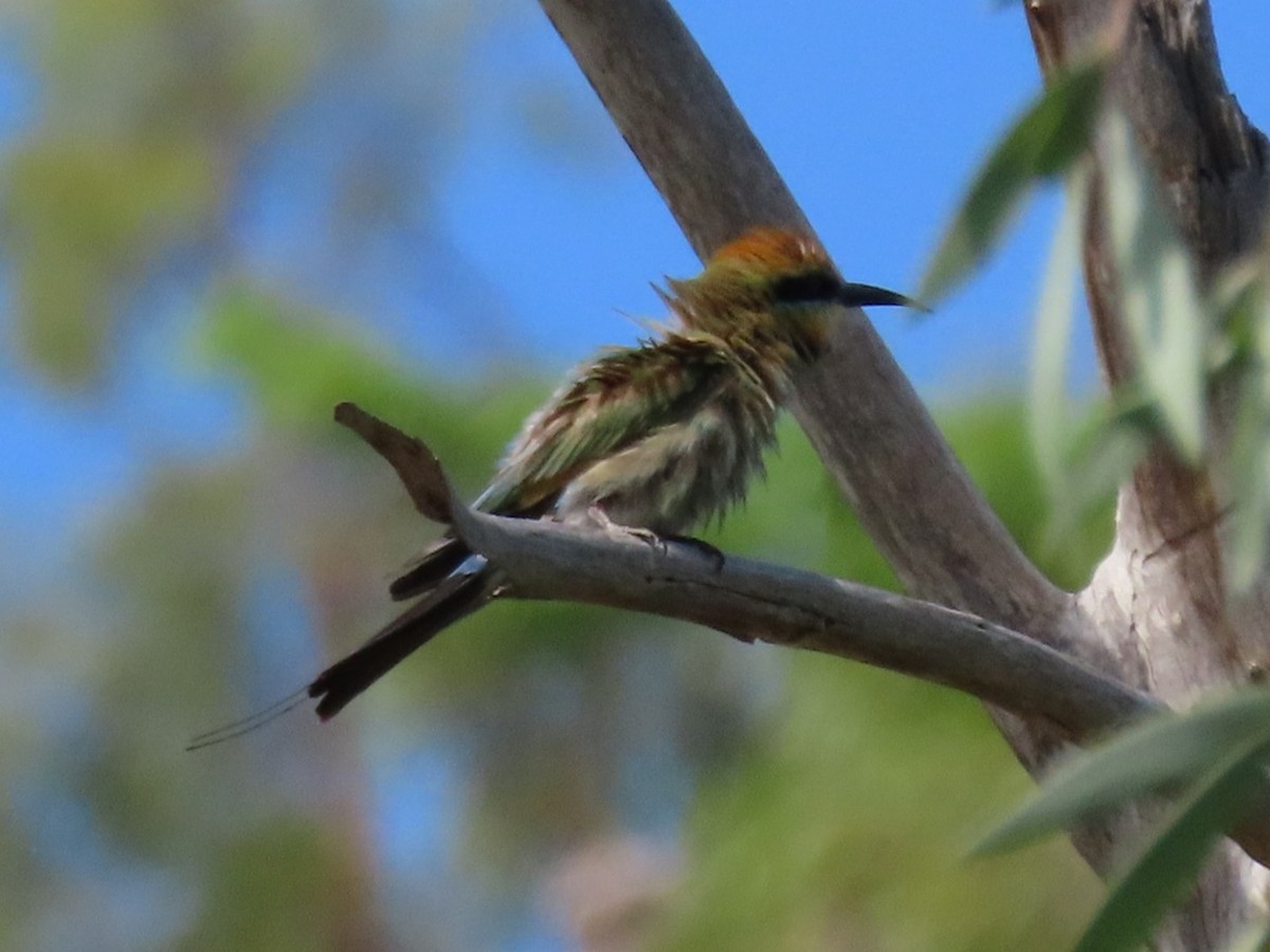 Rainbow Bee-eater - ML644848951