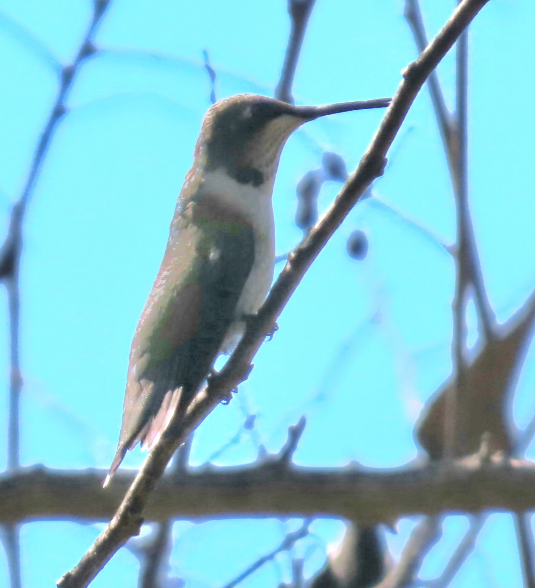 Colibrí Gorjirrubí - ML644848966
