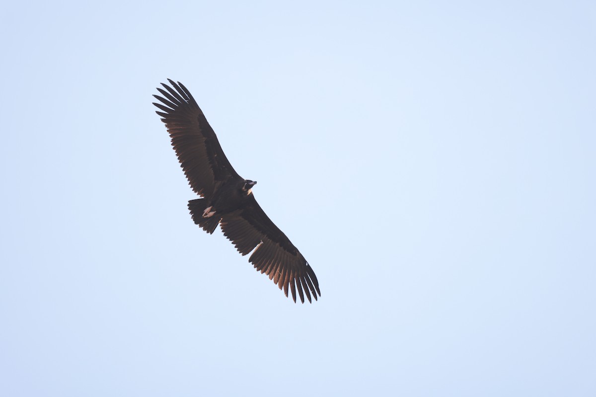 Sai beltza - ML644848968