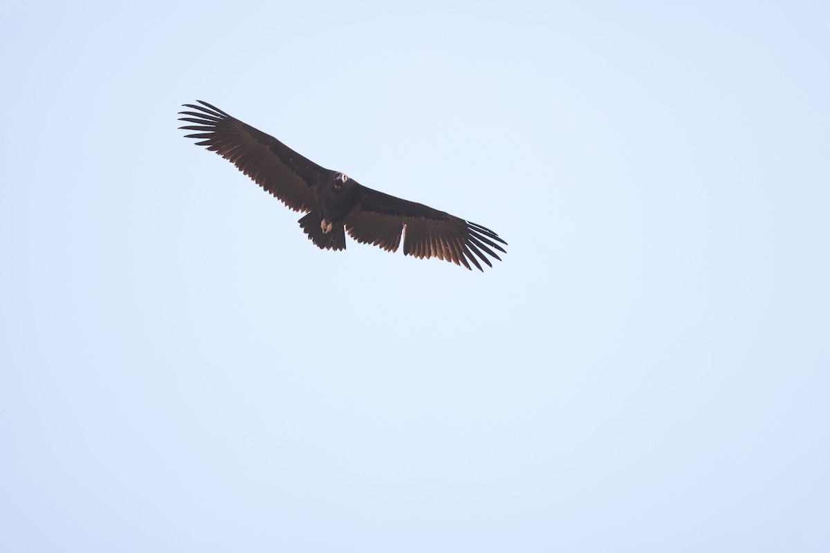 Sai beltza - ML644848969