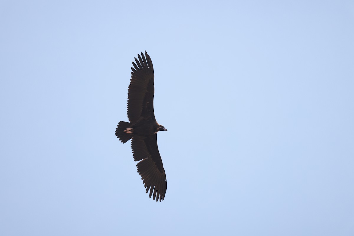 Sai beltza - ML644848970