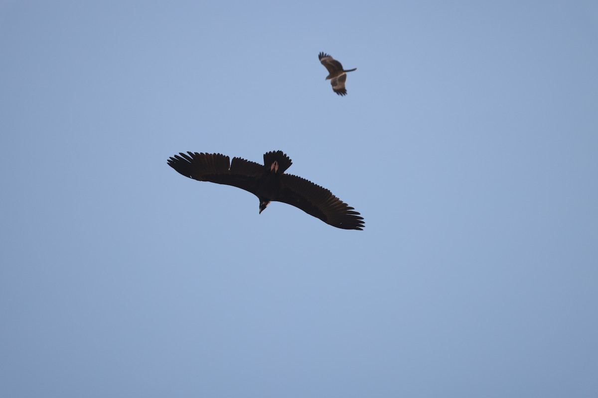 Sai beltza - ML644848971