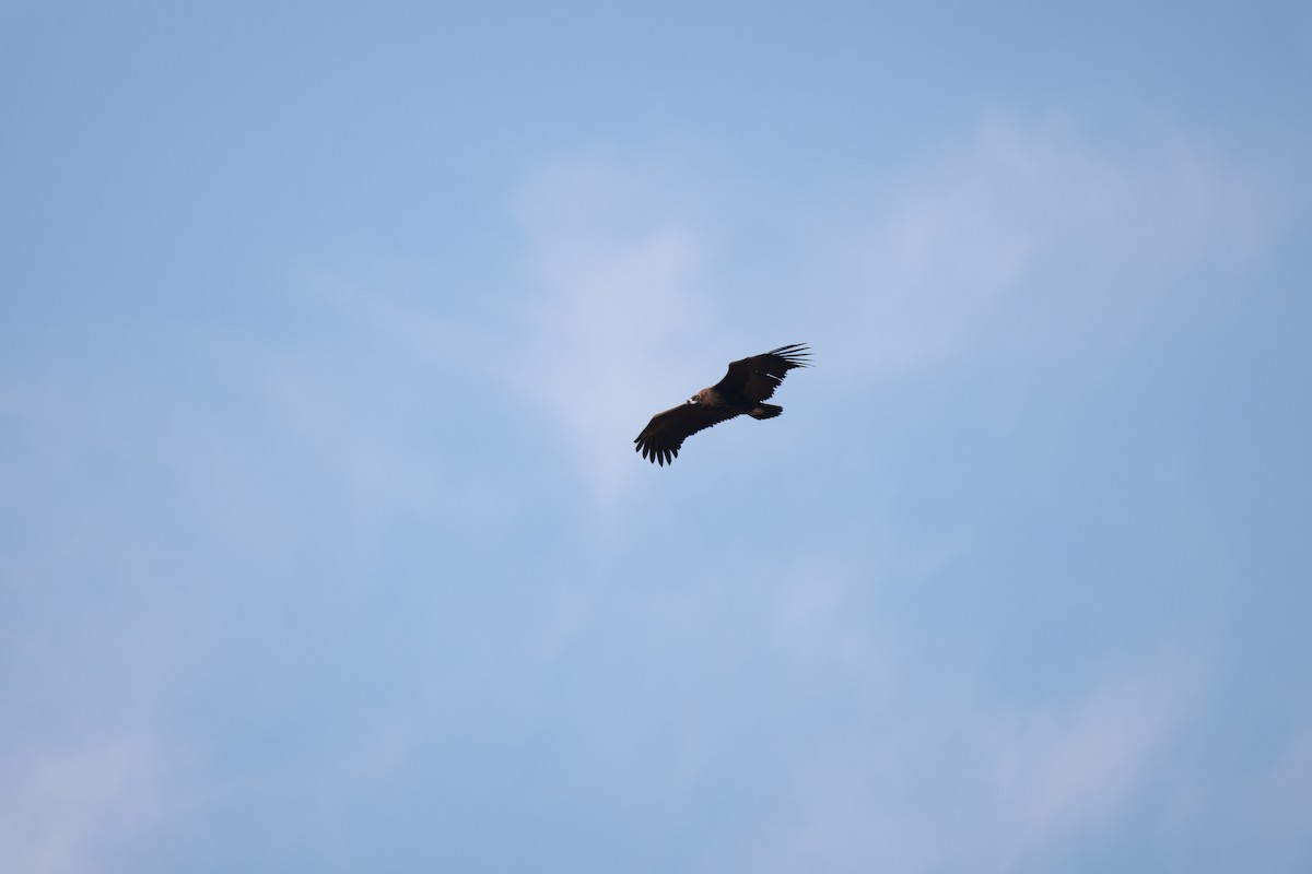 Sai beltza - ML644848972