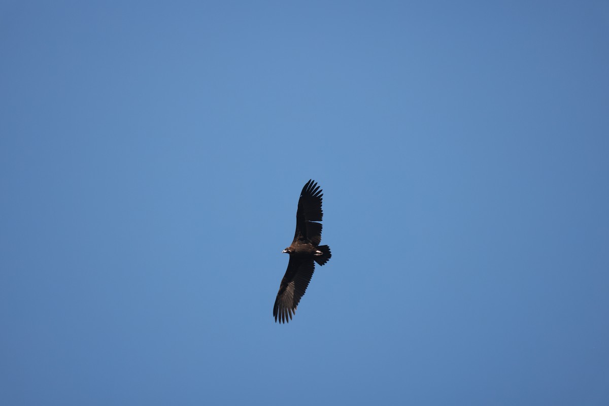 Sai beltza - ML644848973