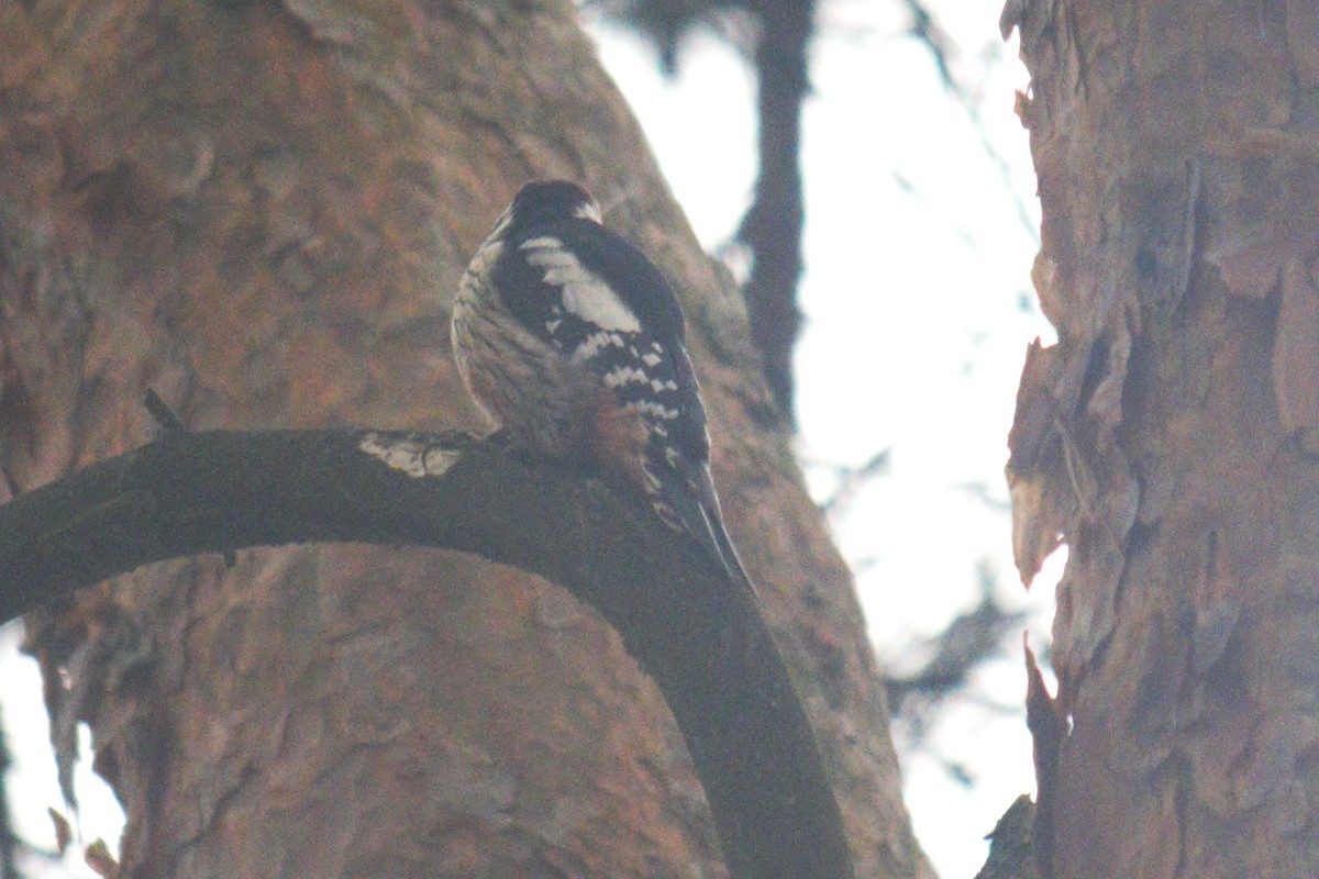 Middle Spotted Woodpecker - ML644848986
