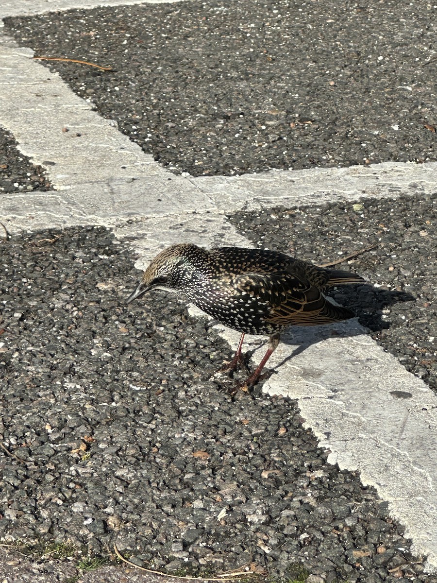 זרזיר מצוי - ML644849002