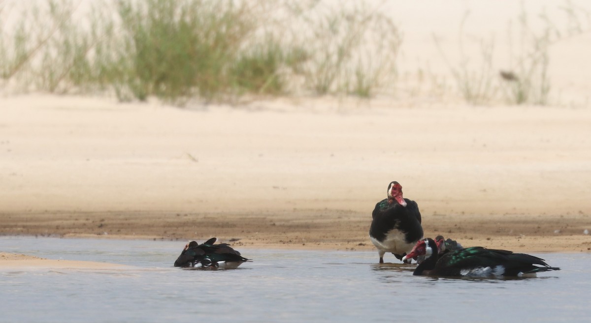 Spur-winged Goose - ML644849008