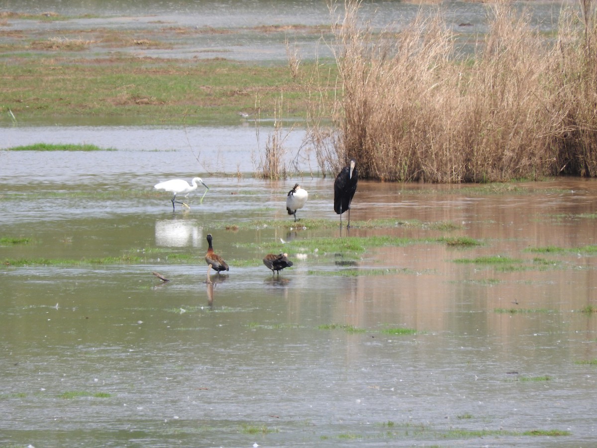 Little Egret - ML644849011