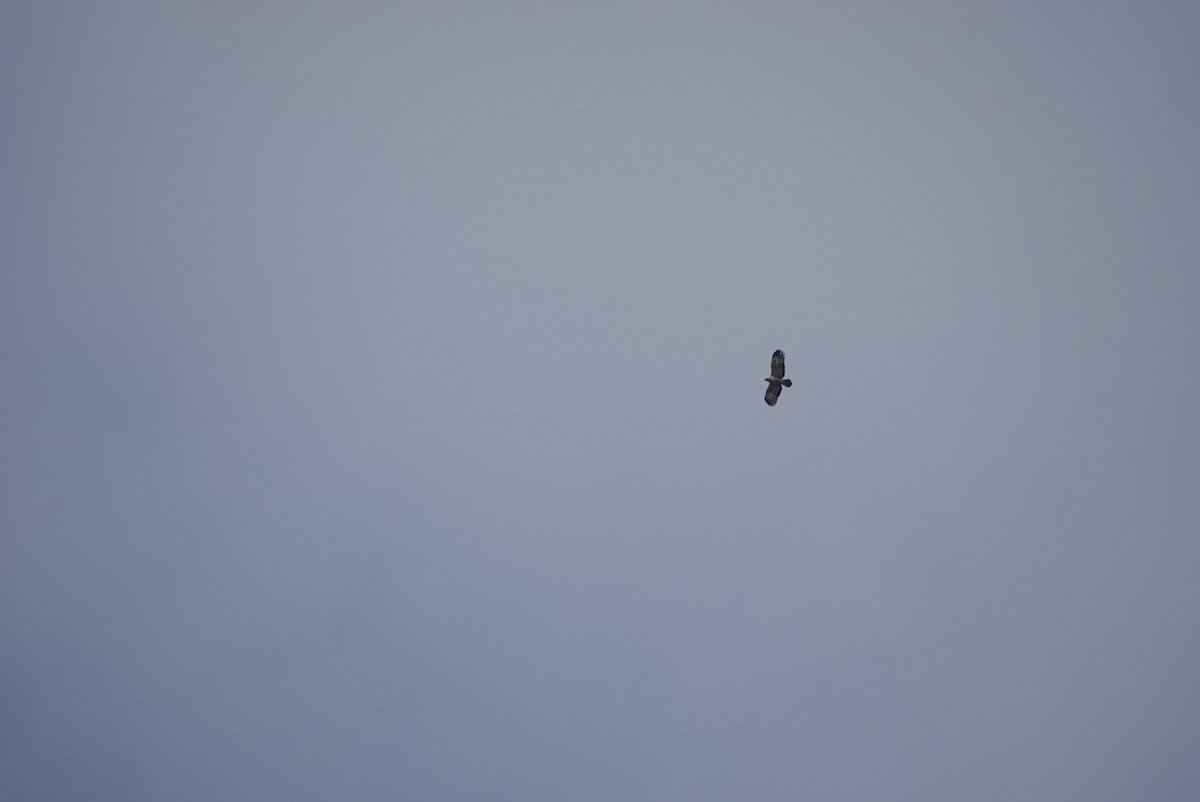 Haubenschlangenadler - ML644849026