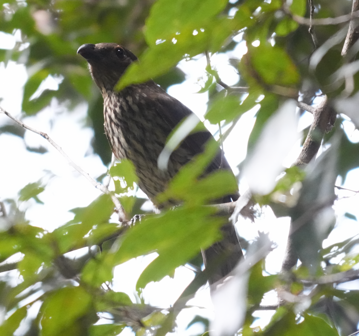 Tooth-billed Bowerbird - ML644849032