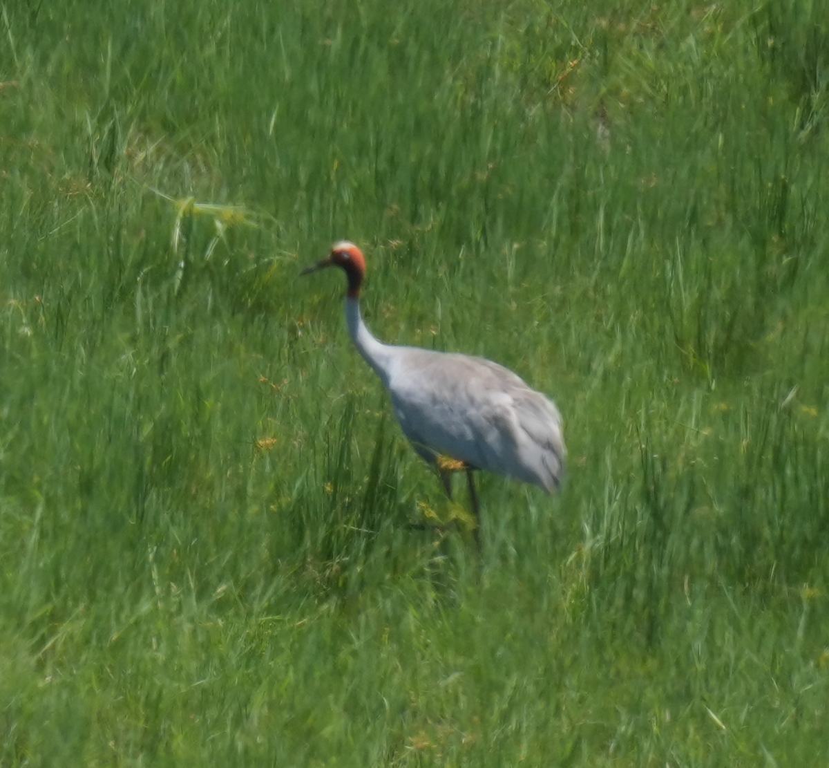 Sarus Crane - ML644849041