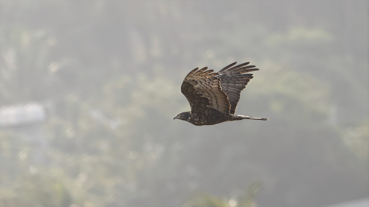 東方蜂鷹 - ML644849045