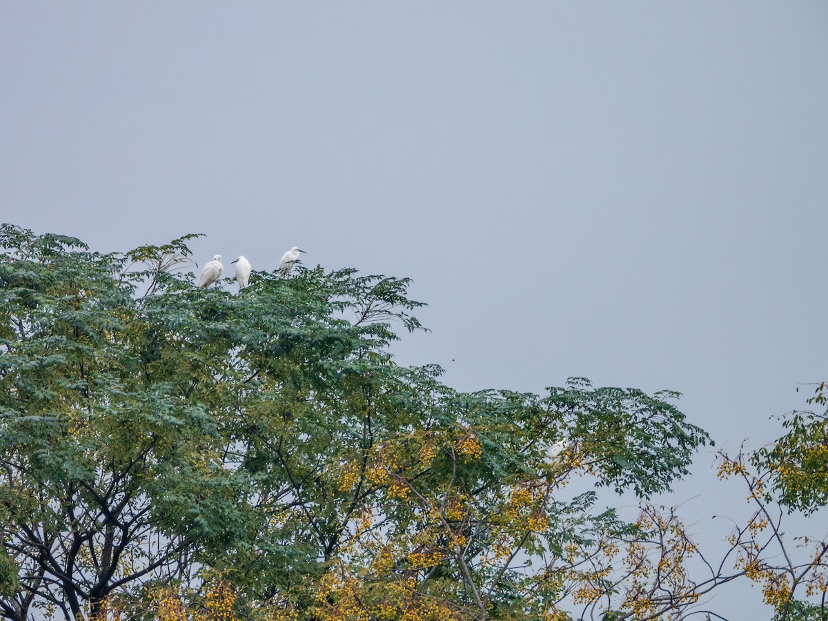 Little Egret - ML644849051