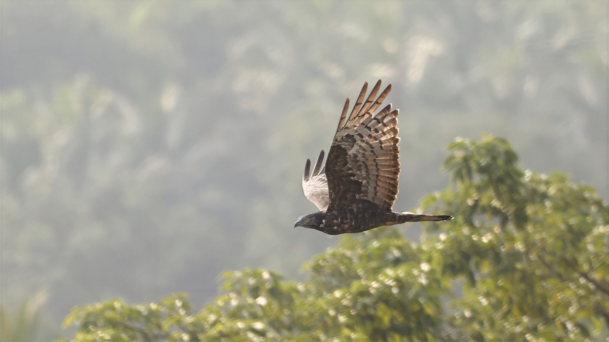 東方蜂鷹 - ML644849052