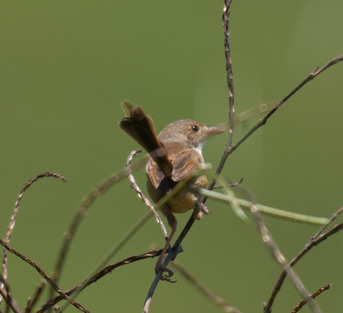 Red-backed Fairywren - ML644849058