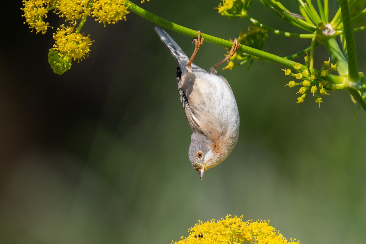 Curruca Carrasqueña Oriental - ML644849062