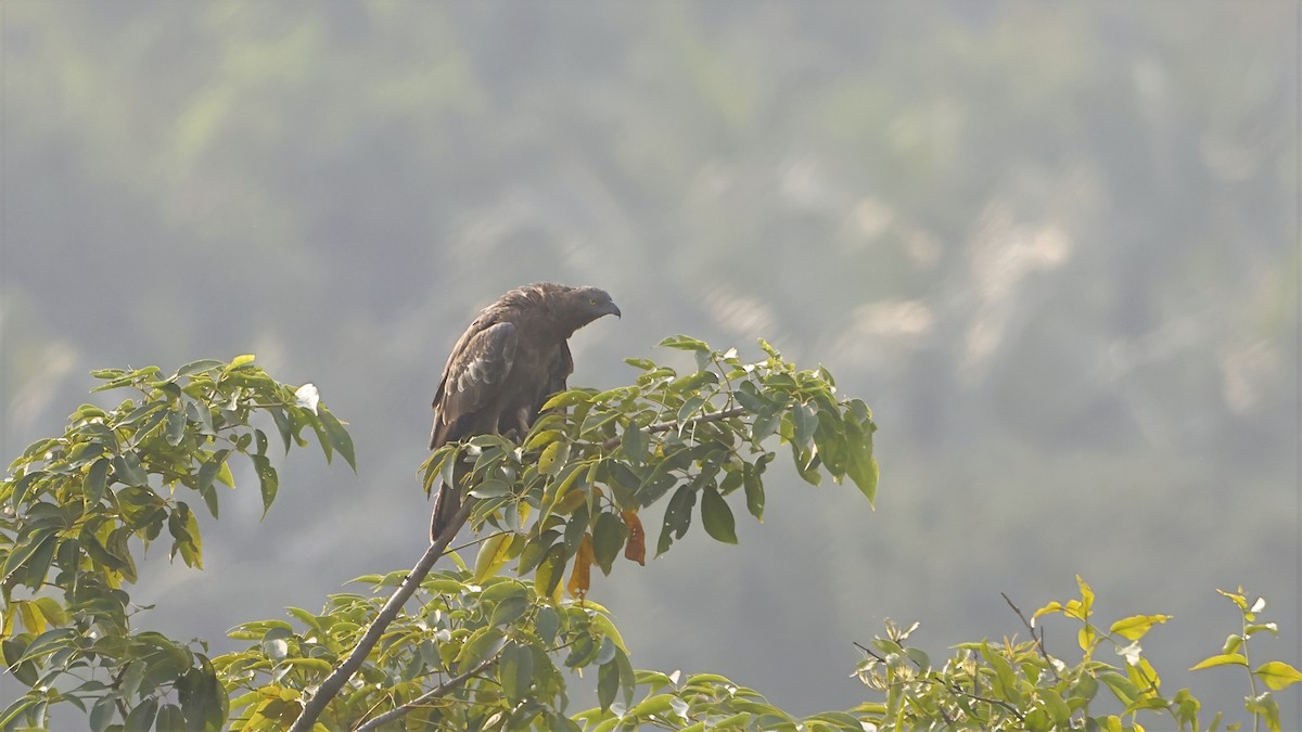 東方蜂鷹 - ML644849065