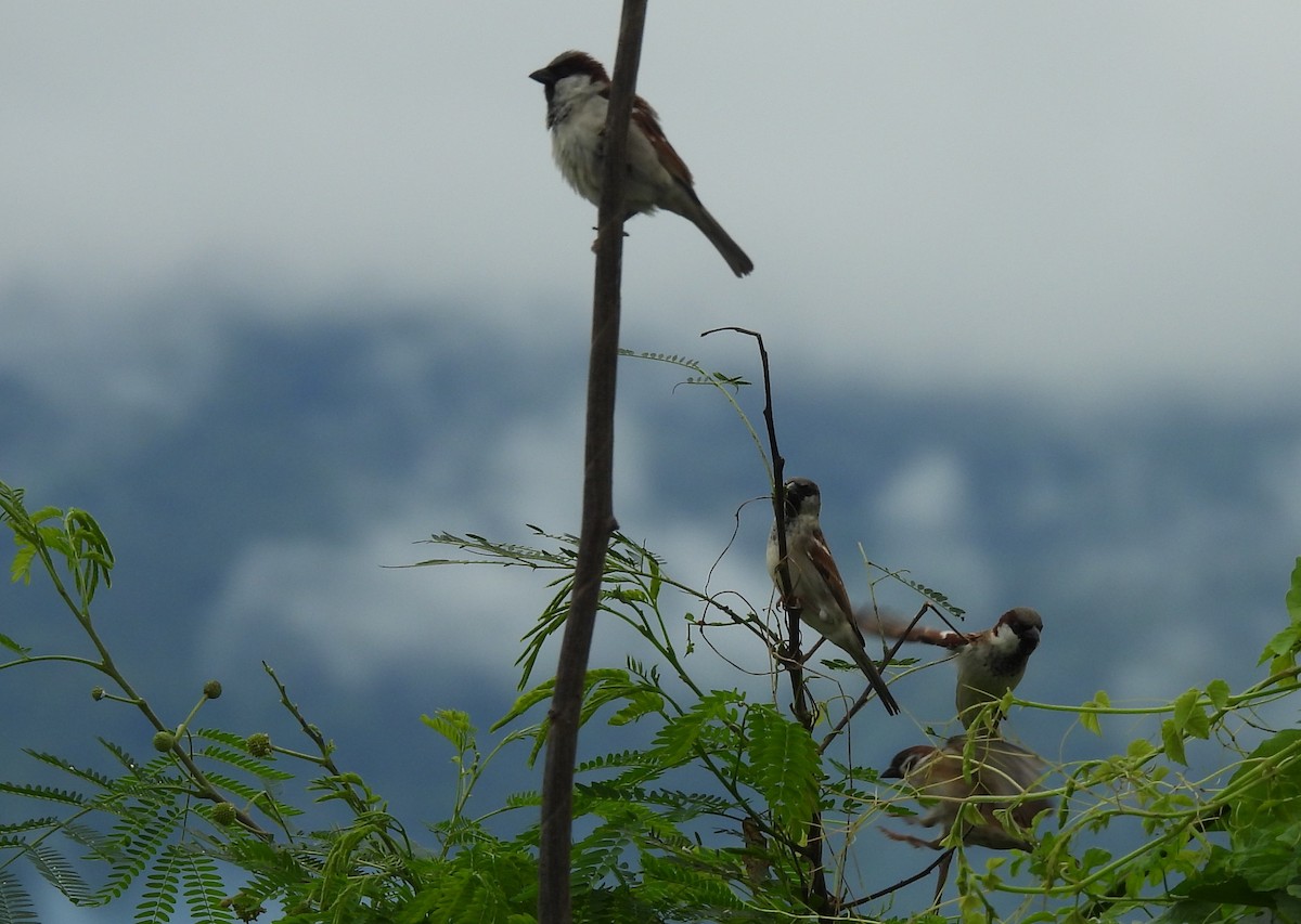 House Sparrow - ML644849081