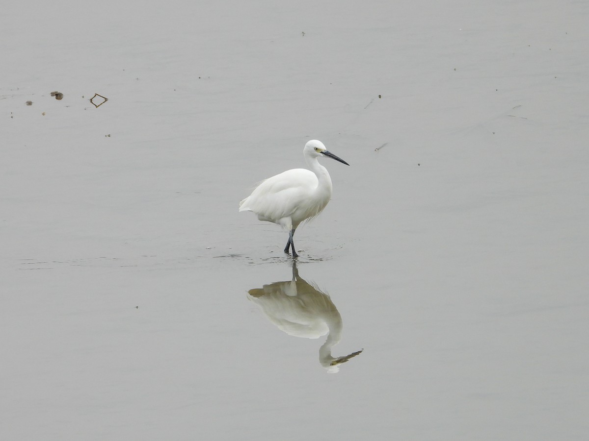 Little Egret - ML644849102