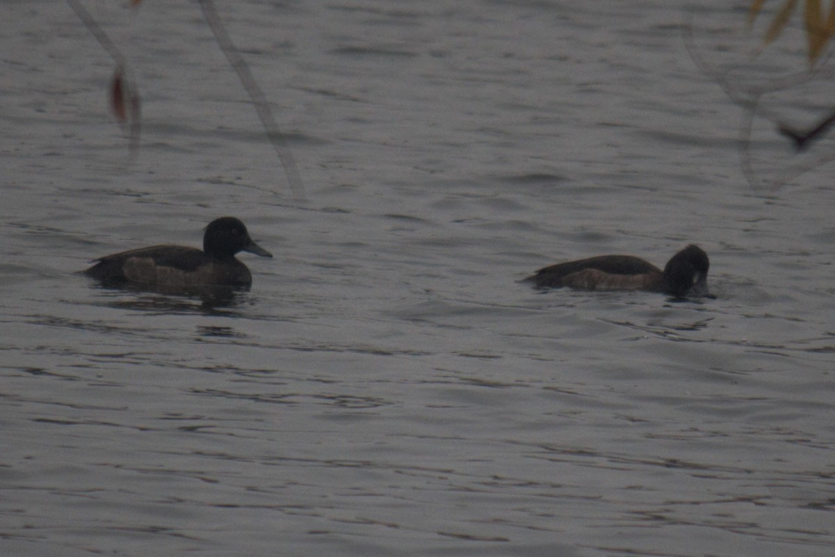 Tufted Duck - ML644849109