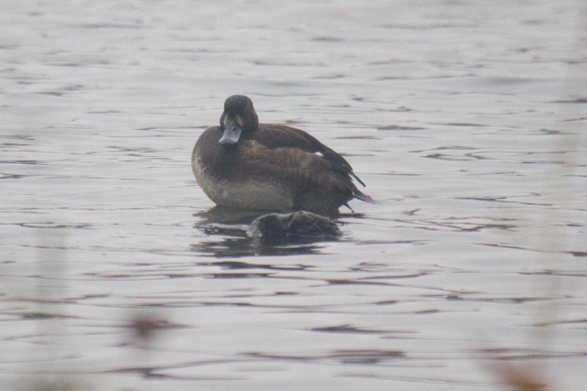Tufted Duck - ML644849110