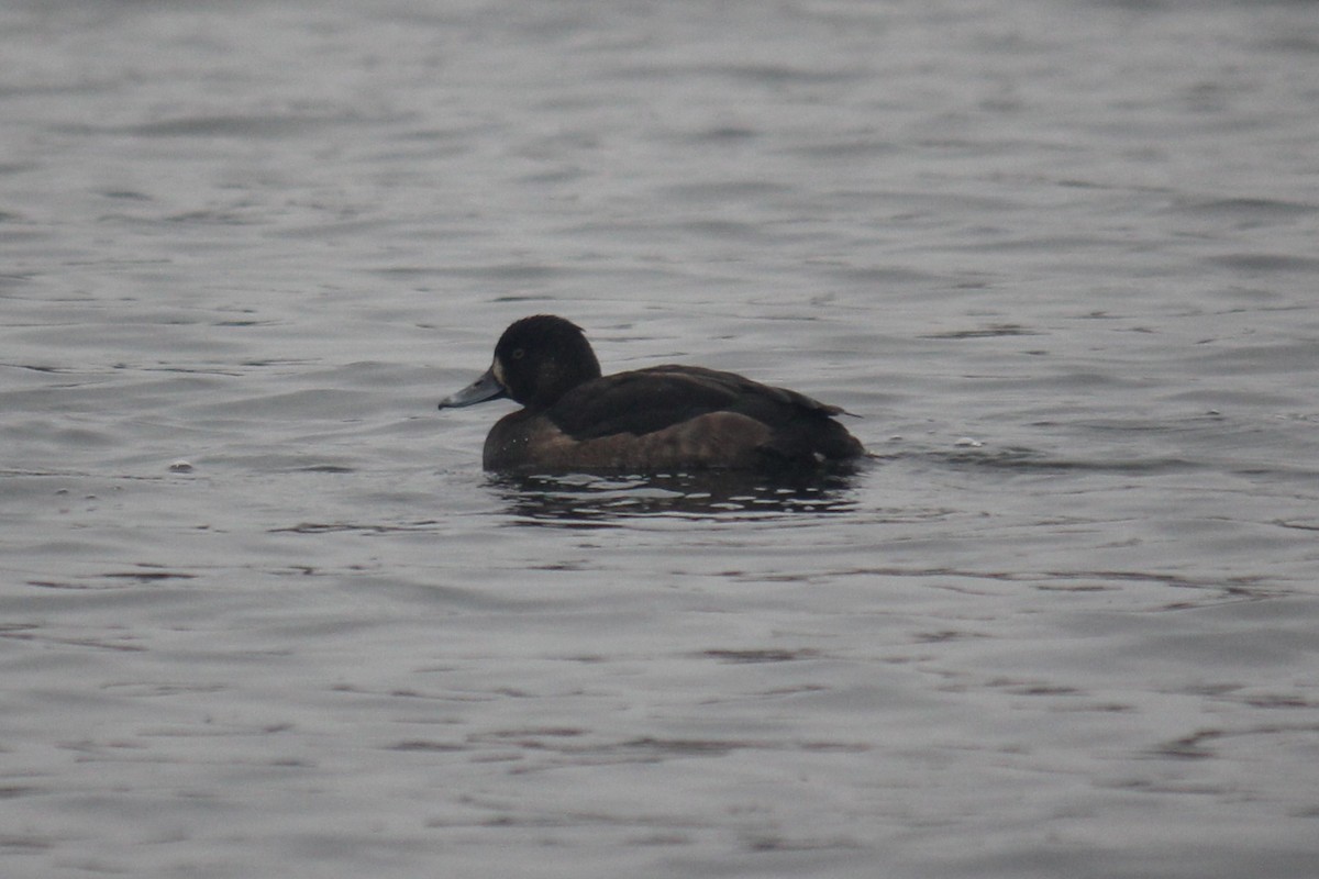 Tufted Duck - ML644849111