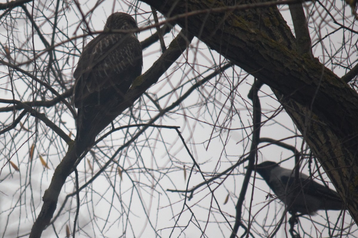 Eurasian Goshawk - ML644849119