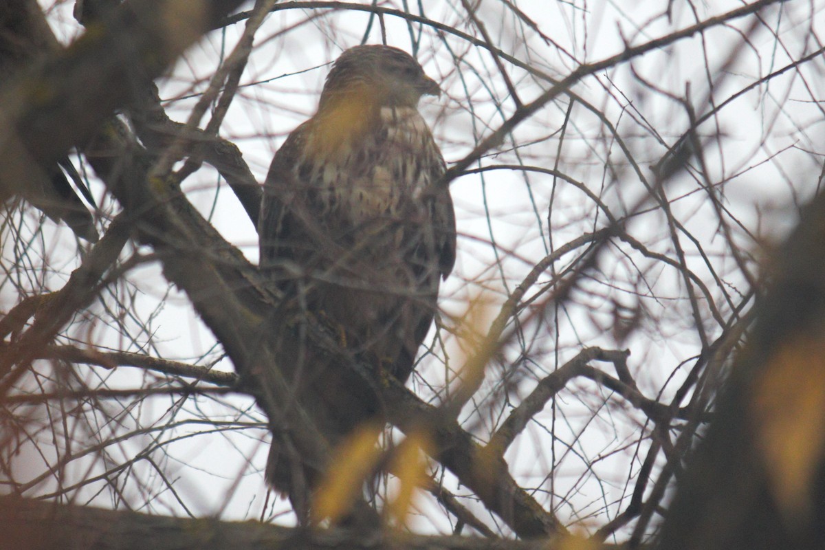Eurasian Goshawk - ML644849121