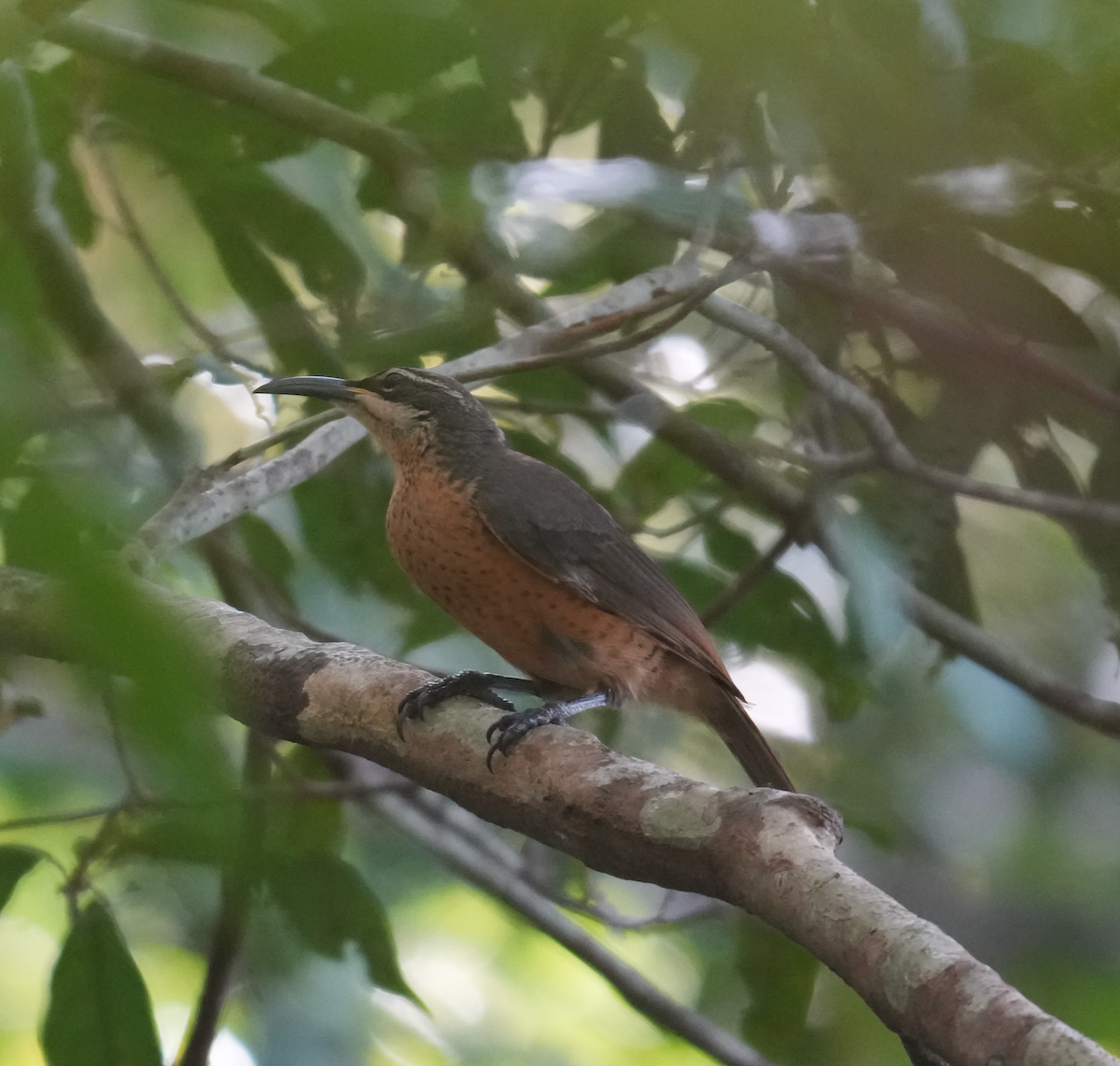 Victoria's Riflebird - ML644849123